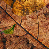 マツコさんお勧めの豆菓子